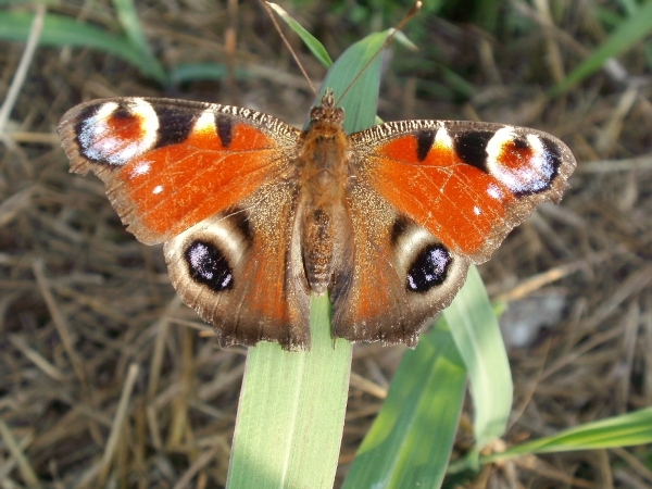 Aglais io: bella e disponibile.